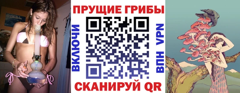 Галлюциногенные грибы Psilocybe  Светогорск 